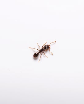 04_Pavement Ant-1