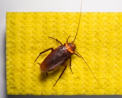 17_American Cockroach on Sponge