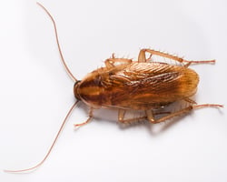 23_German Cockroach