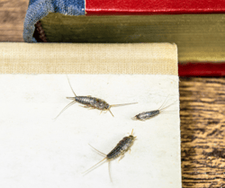 3 Silverfish