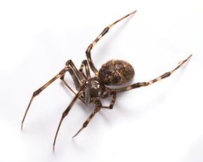 37_House Spider