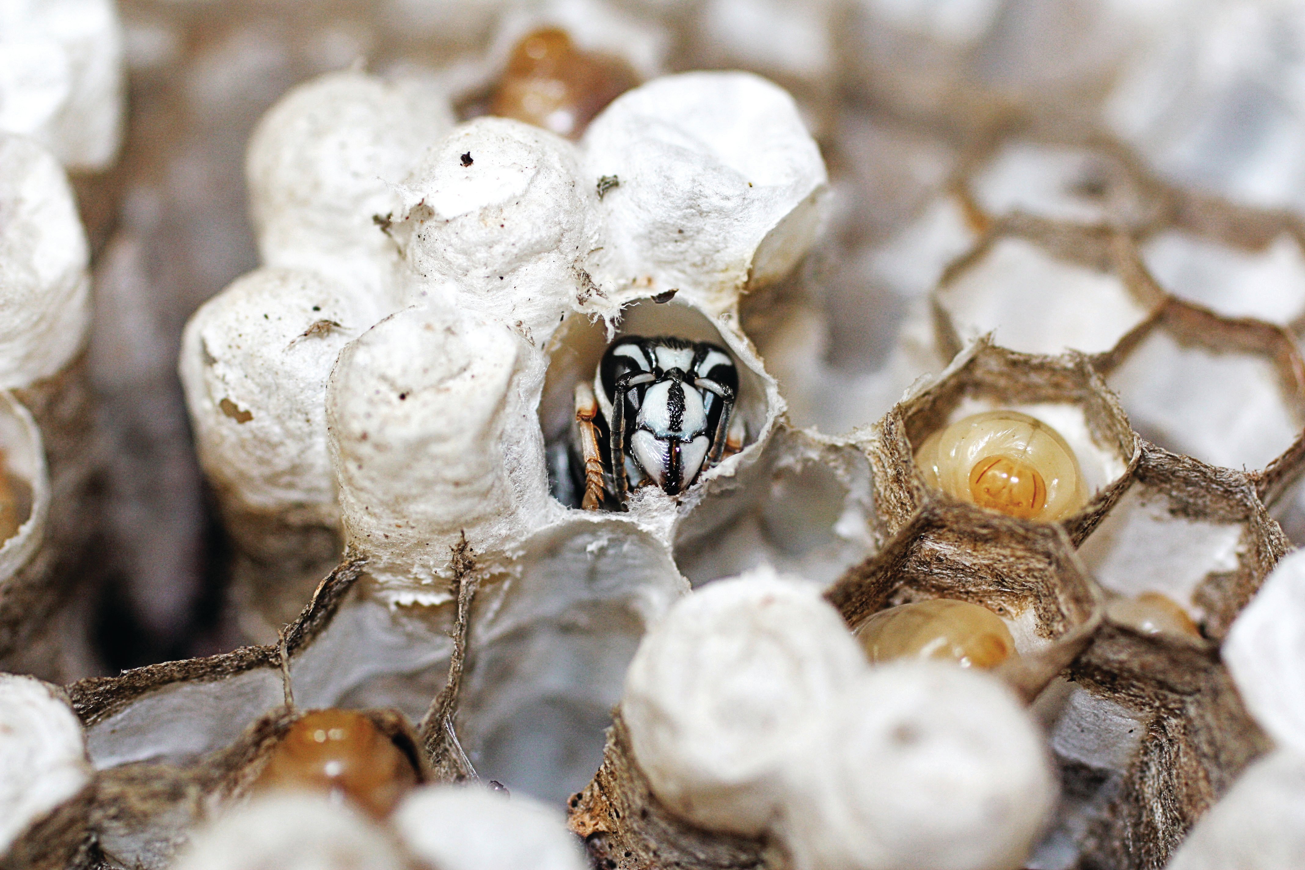 45_Bald Faced Hornet-1