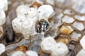 45_Bald Faced Hornet