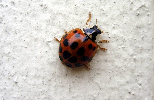 59_Ladybug small