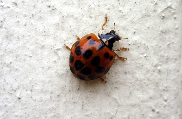 59_Ladybug small 59_Ladybug small