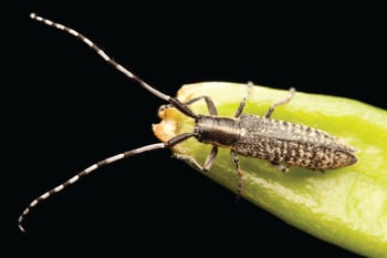 60_Longhorn Beetle