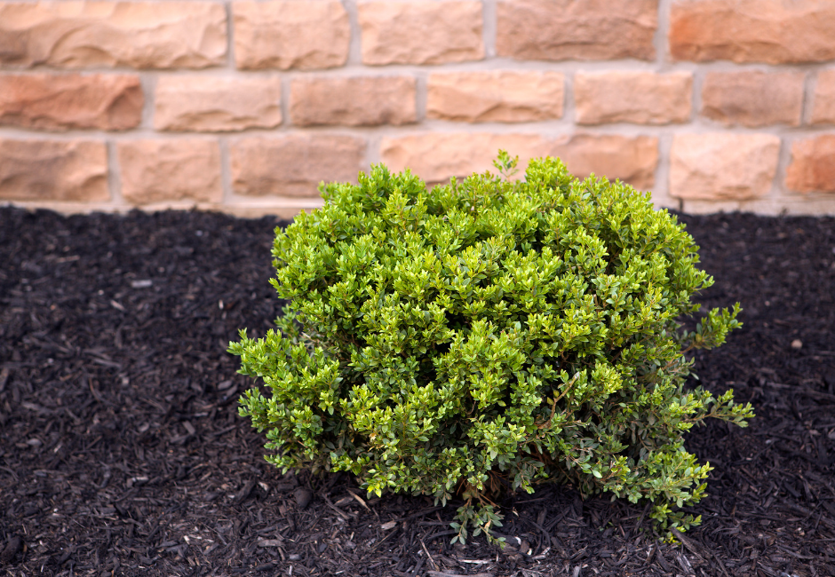 A Green Shrub in Black Mulch by Brick Building