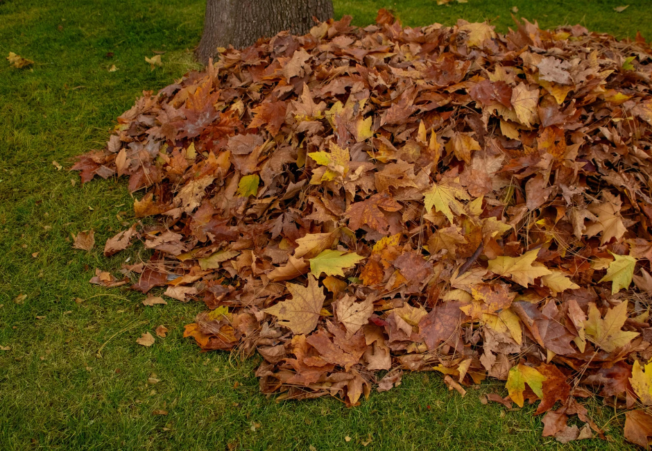 A Large Pile of Fall Leaves
