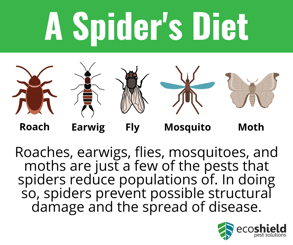 A Spiders Diet