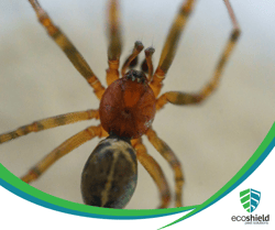 American House Spider