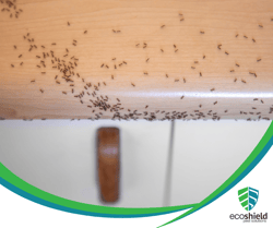 Ant Lifespan Blog 4
