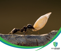 Ant Lifespan Blog 6