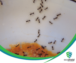 Ant Lifespan Blog 7