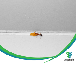 Ant Lifespan Blog 8