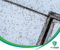Ant Lifespan Blog 9