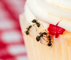 Ants Eating Cupcake