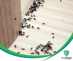 Ants Indoors