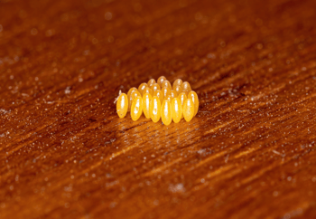 Asian Lady Beetle Eggs on Wood