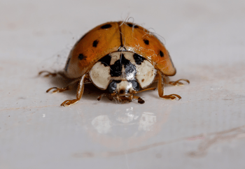 Asian Lady Beetle on White Counter