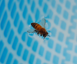 Bee in Pool