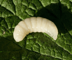 Bee larvae