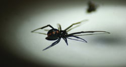 Black Widow Spider in Studio