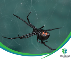 Black Widow Spider