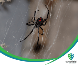 Black Widow Spider2