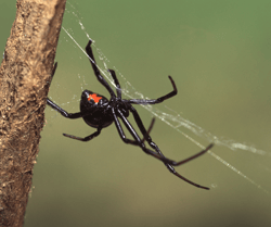 Black Widow on Web