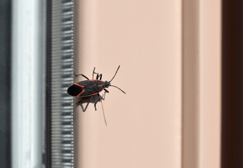 Boxelder Bug on Side of House