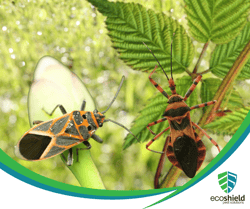 Boxelder Bugs and Kissing Bugs