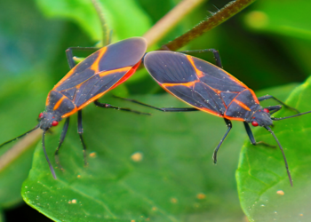 Two Boxelder Bugs on Branch with Leaves