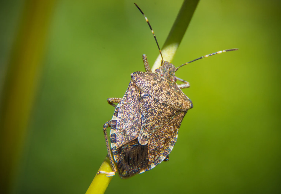 Brown Marmorated Stink Bug on Plant Stem