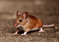 Brown Mouse