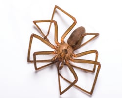 Brown Recluse Spider in Studio