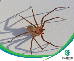 Brown Recluse Spider