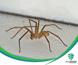 Brown Recluse Spider2