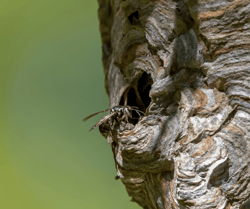 Bull Wasp Entering Nest