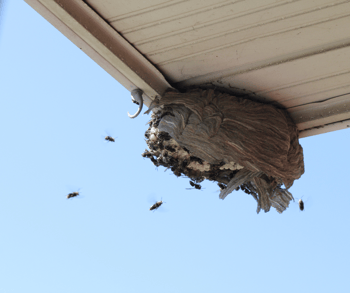 Bull Wasp Nest on House Eave