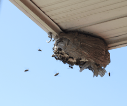 Bull Wasp Nest on Eave