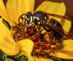 Bull Wasp on Flower