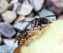 Bull Wasp with Yellowjacket