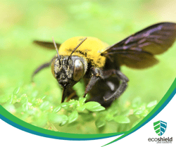 Carpenter Bee Danger Blog 1