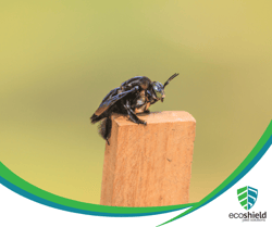 Carpenter Bee Danger Blog 2