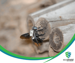 Carpenter Bee Danger Blog 3