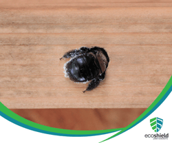 Carpenter Bee Danger Blog