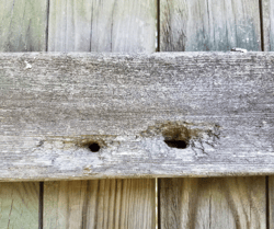 Carpenter Bee Holes