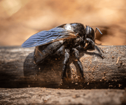 Carpenter Bee Pic