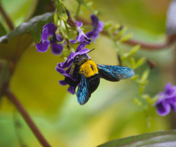 Carpenter Bee on Flower