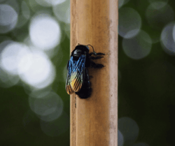 Carpenter Bee